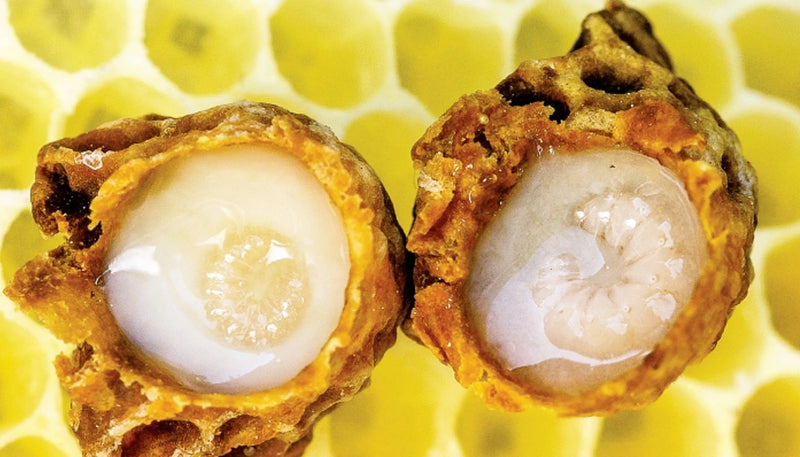 Royal Jelly